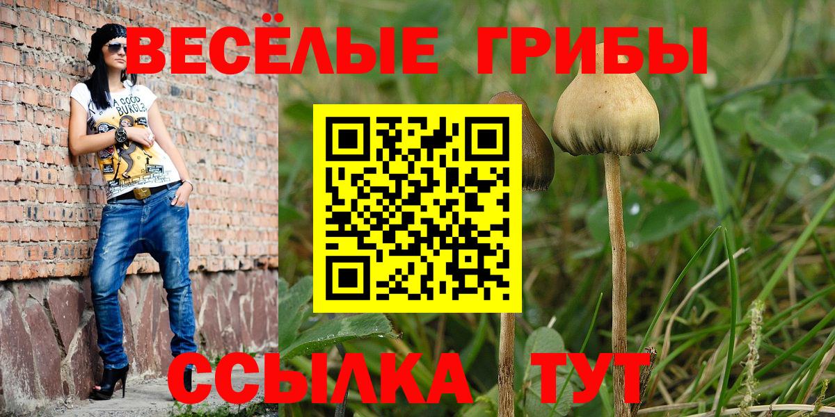 Галлюциногенные грибы Psilocybine cubensis Астрахань
